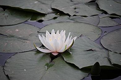 如龙工作室9月20日开直播带来系列最新情报